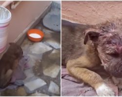 Stray Baby Slept In Alleyway On Dirty Mat When Mama Rejected His Infection