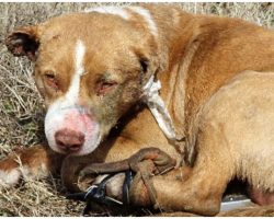 Teen Arrested After He Dumped Dog In Field With His Legs Tied & Ears Glued Shut