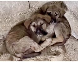 Sick Babes Huddle Together In Tight Corner After Being Left In Midst Of Night