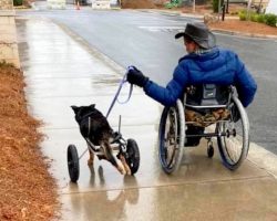 Disabled Dog Kept Getting Returned To Shelter, Began To Feel Like A “Burden”