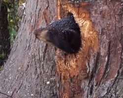 She Heard Crying Through The Night, And It Led Her To Bear Cubs Stuck In A Tree