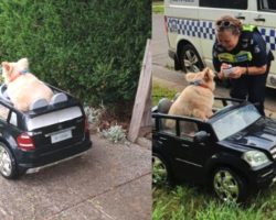 Senior Dog Has Run-In With Police For Cruising Around In His Little Car