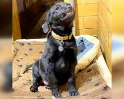 Shelter Puppy Wants A Home So Bad, He Smiles Wide Whenever There’s A Visitor