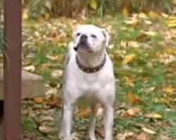 Disabled Dog Finds New Strength Deep Down To Jump Fence And Save Owner