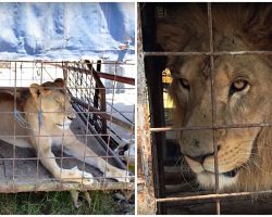 Trainers Threaten & Beat Animals With Iron Clubs So They’ll Perform In Circus