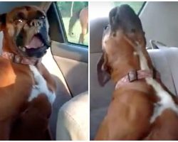 Boxer Sneaks Off To Neighbor’s Home Daily & Gives Mom Attitude About Leaving