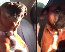 Dog Runs Off To Neighbor’s Every Day, Throws Tantrum When Mom Picks Her Up