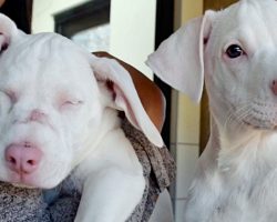 Deaf & Blind Shelter Pup & Her ‘Seeing-Eye’ Brother Have Found A Home Together