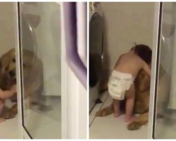 Diapered Toddler Comforts ‘Frightened’ Golden Retriever During Thunderstorm