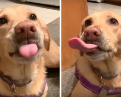 Dog Can’t Stop Fantasizing & Licking Her Lips As Dad Lists Out Her Favorite Foods