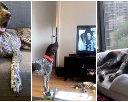 Dog Stops In His Tracks To Sing ‘Law & Order SVU’ Song Whenever It Comes On