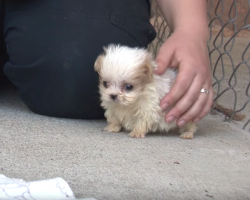 Dog Rescued From Puppy Mill Is Introduced To A Friend To Signal A New Beginning