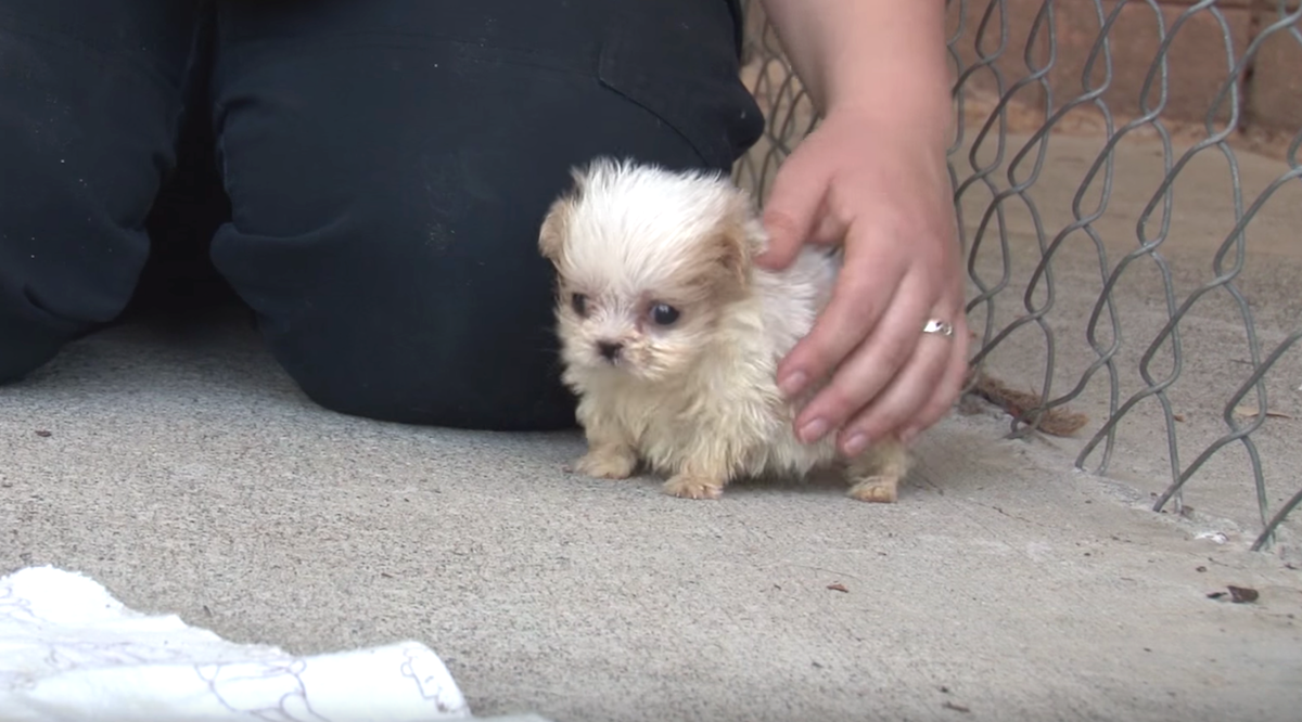 Puppy was saved from cruel breeder – try not to cry when he sees his new friend