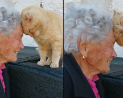 Woman Reunites With Her Cat 4 Years Later After An Earthquake Separated Them