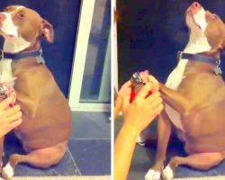 Drama Queen Pit Bull Faints In Slow Motion While Getting Nails Clipped