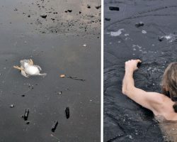 Man Sees Duck Stuck In The Ice Of A Frozen Lake, Selflessly Dives In