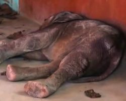 Elephant Calf Found On A Classroom Floor After Being Abused By Stones & Spears