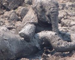 Mama Elephant Was Sinking Into The Mud With Her Baby When They Intervened