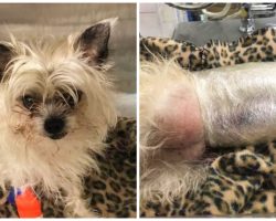 Left With No Other Option, Vets Use Cling Wrap To Keep Dog Alive
