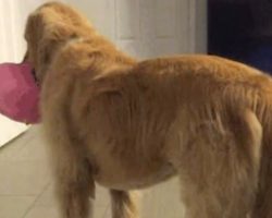 Family Adopts Foster Dog Even When Vet Cautioned That He’s Mentally Challenged