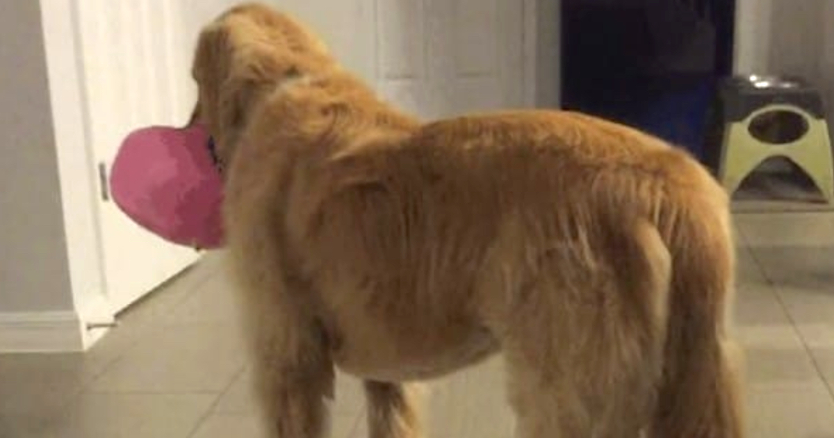 Family Adopts Foster Dog Even When Vet Cautioned That He’s Mentally Challenged