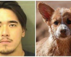 Man Kills Family Pet Because He Wanted To “See The Inside The Dog”