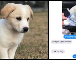 Girl Goes To Pick Up A Shower Curtain, Boyfriend In Denial When She Brought Home A Puppy