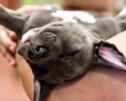 Puppy Born Different Was Unwanted By Her Family, Owner Tosses Her In Trash Can