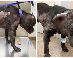 Someone Purposely Burns Dog From Head To Tail & Dumps Him
