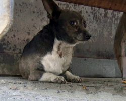 He Was Constantly Attacked By Other Dogs, Forced To Live A Life Of Fear