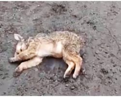 Hungry Baby Looking For Food Gets Hit, Slithered To The Muddy Road & Collapsed