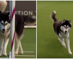 Lively Husky Gets Distracted During Agility Course, Elects To Have Fun Instead