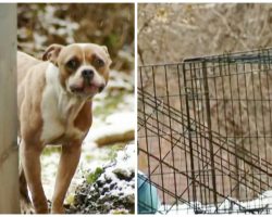 Woman Gets Mad At Husband & Chains His Dog To Dumpster In Bitter Cold