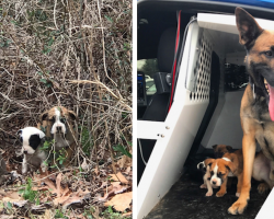 K9 Proud To Help Rescue Three Puppies Abandoned In A Bush