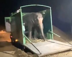 After 46 Years Of Captive Abuse, Blind Elephant Steps Off Truck To Freedom