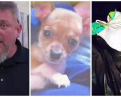Animal Control Officer Shoots Chihuahua Hit By Car To Save The County Money