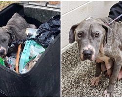 Neglected Mama Dog Dumped In Garbage Can Is Heartbroken Without Her Babies