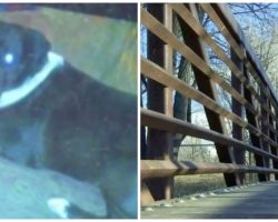 Pit Bull Found Dangling From Bridge 24 Hours After He Went Missing