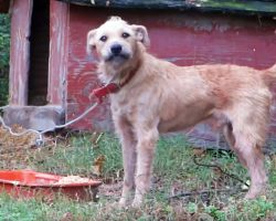 Chained Up For 5 Years, He Was Hit On His Head Whenever He Got “Too Excited”