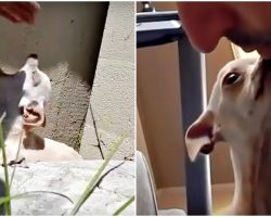 “Mean” Chihuahua That Bit Everyone Finally Met A Human Who Accepted Her Past