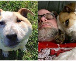 Abandoned Dog With Giant Abscess Finds Perfect Home After 5 Years In Shelter