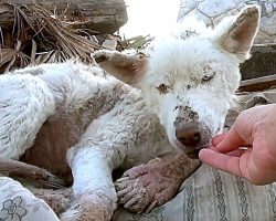 They Found A Homeless Dog Lying In A Garbage Dump, Waiting For Her Life To End