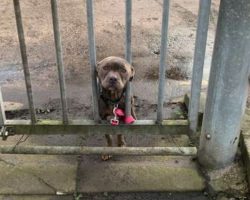 Her Owner Tied Her To A Shelter Gate & Drove Away, And The Dog Could Only Wait