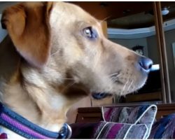 Mom Worries When Entranced Dog Won’t Break His ‘Stare’ At Same Spot Everyday