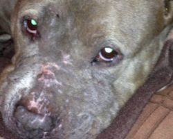 Dog Who Was Forced To Fight All Her Life Found Alone And Covered In Scars