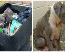 After Beating & Using Her To Have Puppies, They Dumped Her In A Garbage Bin