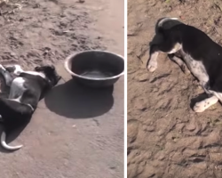 Rescuers Find Two Puppy Sisters Lying In The Road And Approach To Investigate