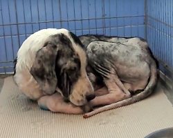 Decaying Dog’s Tail Still Wagged, Even When He Didn’t Have Strength To Get Up