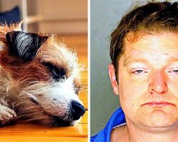 Man Wanted To “Discipline” His “Annoying” Puppy, So He Beat The Puppy To Death