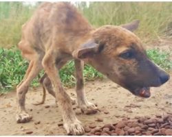 “Skin & Bones” Puppy Devours Food While Chattering & Waggling His Tiny Tail